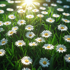 Fototapeta premium A beautiful field of white and yellow daisies blooming in the summer grass