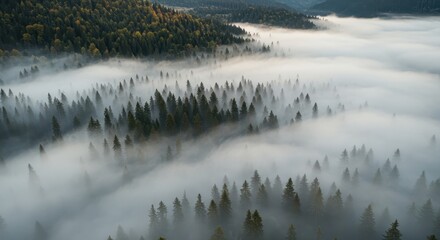 Fototapeta premium Misty Mountain Forest Aerial View of Evergreen Trees in Fog