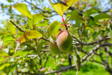 5月の陽光に照らされた若い梅の実