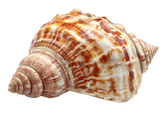 Obraz premium nautilus shell isolated on white