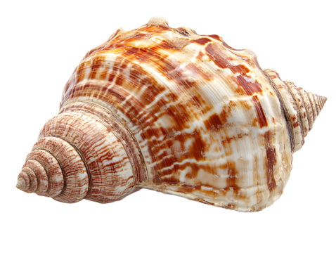 nautilus shell isolated on white