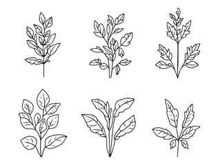 Minimalist Herb Line Art Vector for Natural and Organic Themes