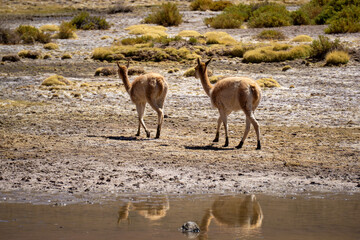 Pair of Andean Vicuñas (Vicugna vicugna) Crossing a Small Waterbody in the Dry Landscape of the Atacama Desert, Chile