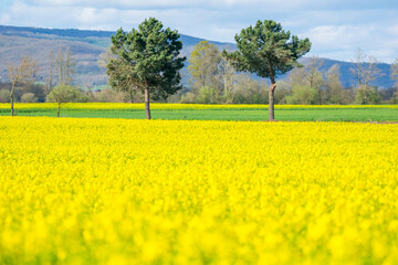Obraz premium landscape shot of blooming canola rapeseed field on cloudy spring day