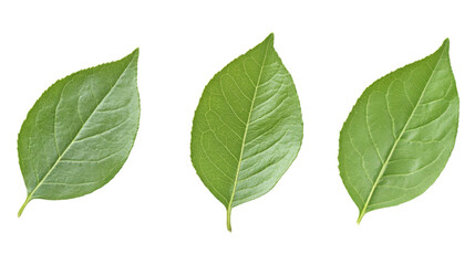 Fototapeta premium Green leaves frame cut out on white background