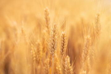 golden wheat field. Ears of golden wheat close up.