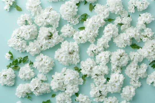 White flowers on mint green background