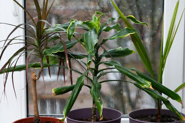 home features green plants on windowsill, blending style and comfort. Indoor foliage like ficus,...
