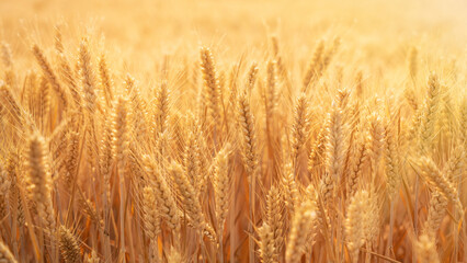 golden wheat field. Ears of golden wheat close up.