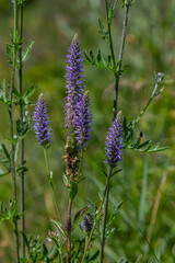 Veronica spicata spiked speedwell syn. Pseudolysimachion spicatum is a species of flowering plant in the family Plantaginaceae
