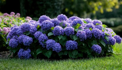 Obraz premium Lush Blue Hydrangea Cluster