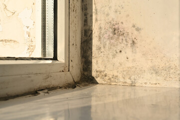 sun reveals disturbing ecosystem where toxic mold flourishes in window corners. Jagged black...