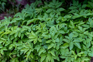 Dense ground cover of ground elder (Aegopodium podagraria)
