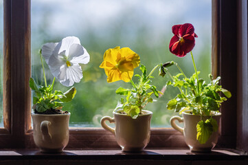 pansy flower in cup on windowsill, indoor plant, sunlight