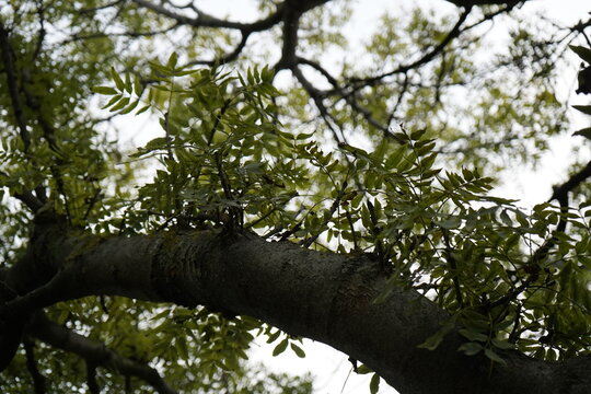 Ash, Narrow-leaved ash (Fraxinus angustifolia) 