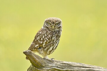 A Little Owl looking at the camera from a piece of wood.