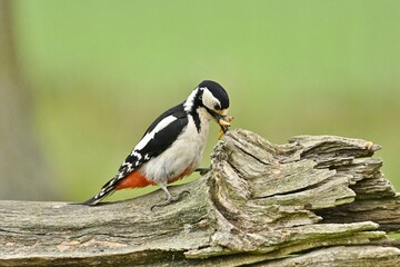 Obraz premium A Spotted Woodpecker finding bugs on an old tree.