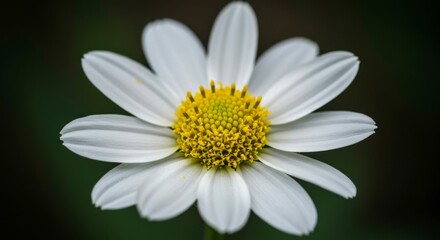 Obraz premium Close-up of a pristine white daisy with a vibrant yellow center, set against a blurred dark background