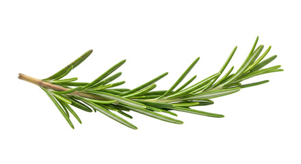 Fototapeta premium Fresh Rosemary Sprig Isolated on Black Background Culinary Herb Ingredient