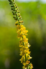 Summer in the wild among wild grasses is blooming agrimonia eupatoria.Medicinal plant
