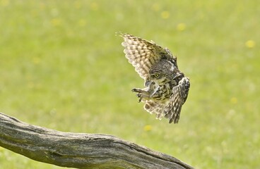 A Little Owl coming into land on a fallen tree branch.