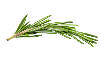 Fototapeta premium Fresh Rosemary Sprig Isolated on Black Background Culinary Herb Ingredient