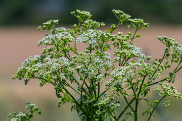 Selective focus of white flowers Cow Parsley in spring, Anthriscus sylvestris, Wild chervil or keck is a herbaceous biennial or short-lived perennial plant in the family Apiaceae, Natural background