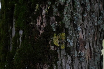 Moss on tree known as green ash or red ash(Fraxinus pennsylvanica)