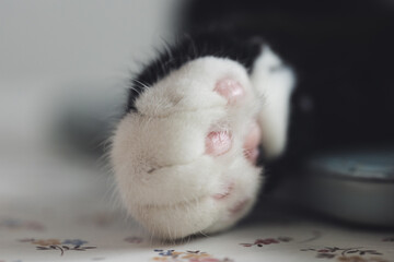 cat foot