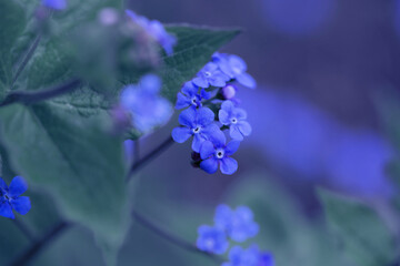Close-Up of Vibrant Blue Flowers and Green Leaves on a Blurred Background