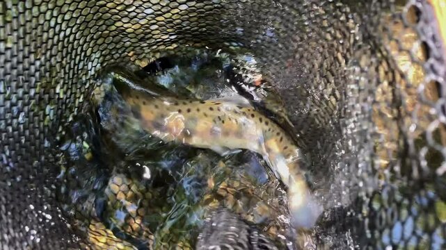 日本の渓流魚のヤマメ