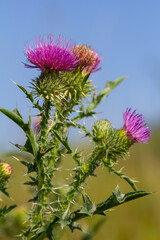 The bright purple flower of the carduus acanthoides, known as the spiny plumeless thistle, welted thistle, or plumeless thistle in front of the dark forest background