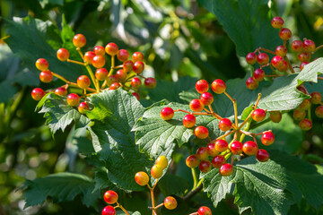 Viburnum ordinary , or Viburnum red Viburnum opulus is a deciduous woody plant in autumn
