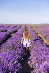 A girl in a field of lavender. A child walks in Provence. Photo from the back