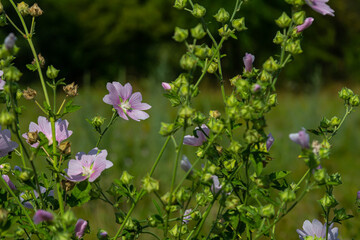 Close-up of beautiful flowers in the sun in spring. Malva common. Malva sylvestris. Common mallow