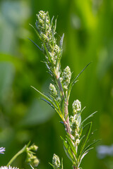 Artemisia vulgaris common mugwort allergen flowering