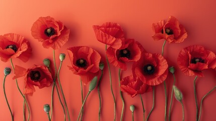 Top view of vibrant red poppies arranged on a clean, soft coral table, their petals creating a bold contrast against the subtle background.