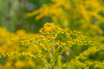 Canadian goldenrod, cluster of small yellow flower heads, close up. Solidago canadensis or brendiae is an ornamental perennial herb, herbaceous flowering plant of the family Asteraceae, Compositae