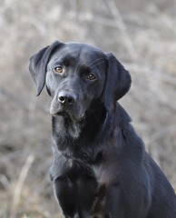 A black Labrador dog looking at the camera.