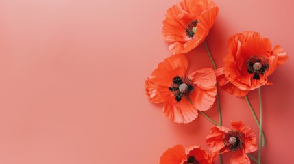 Top view of vibrant red poppies arranged on a clean, soft coral table, their petals creating a bold contrast against the subtle background.