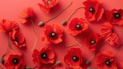 Top view of vibrant red poppies arranged on a clean, soft coral table, their petals creating a bold contrast against the subtle background.
