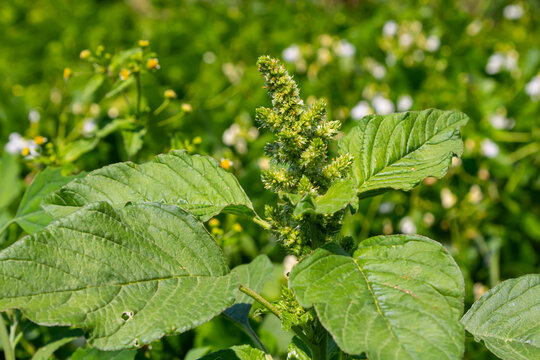 Amaranthus retroflexus, true to one of its common names, forms a tumbleweed. It may be native to the Neotropics or Central and Eastern North America. This plant is eaten as a vegetable in different