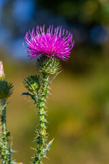 The bright purple flower of the carduus acanthoides, known as the spiny plumeless thistle, welted thistle, or plumeless thistle in front of the dark forest background