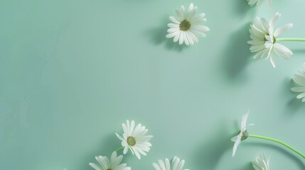 Top view of white daisies scattered gracefully on a clean, soft mint green table, providing plenty of space for additional elements.