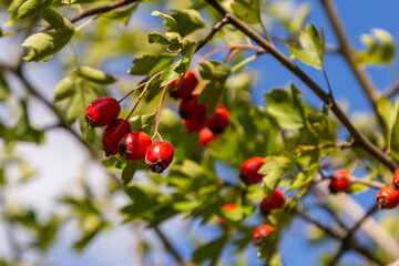 clusters of red fruits Crataegus coccinata tree close up