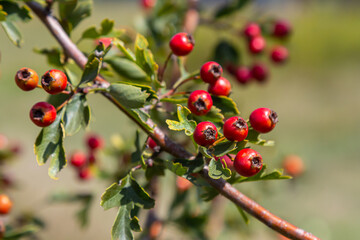 clusters of red fruits Crataegus coccinata tree close up