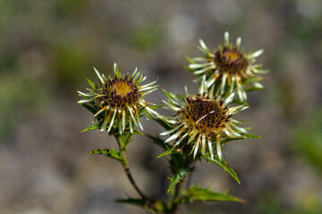 Carlina biebersteinii plant at field at nature. Carlina vulgaris or Carline thistle, family Asteraceae Compositae. Carlina corymbosa