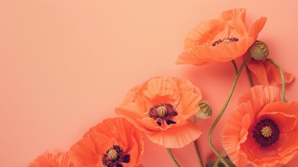 Vibrant orange poppies neatly arranged on a soft coral table, with plenty of room for celebratory wishes or text.