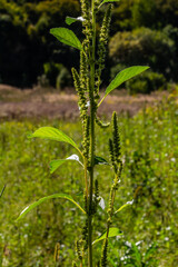 Amaranthus retroflexus, true to one of its common names, forms a tumbleweed. It may be native to the Neotropics or Central and Eastern North America. This plant is eaten as a vegetable in different