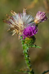 The bright purple flower of the carduus acanthoides, known as the spiny plumeless thistle, welted thistle, or plumeless thistle in front of the dark forest background